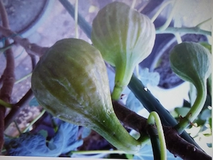 Bitte Feigenbäume & Zitronenbäume c. 2- m. Ho       