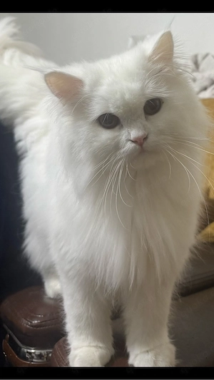 Perserkatzen