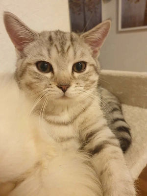 bkh britisch kurz Haare Kater 