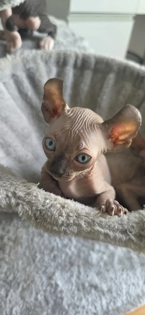 Sphynx Baby Kater 