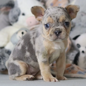 Französische Bulldoggenwelpen suchen ein liebevolles Zuhause