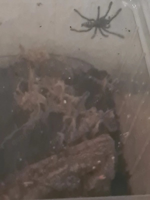 Avicularia purpurea