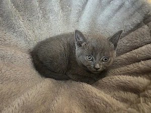 katzen junge abzugeben 