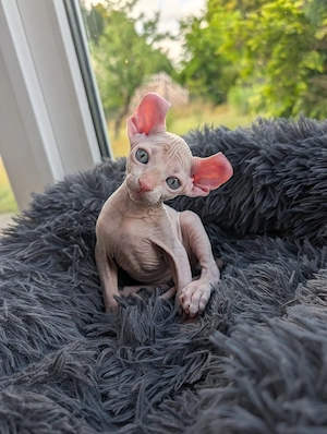 Canadian Sphynx Elf Kitten