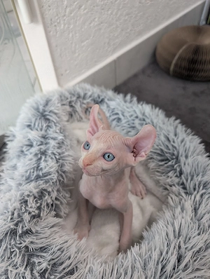 Canadian Sphynx Elf Kitten