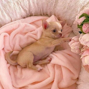 Niedliche Chihuahua-Welpen 