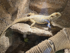 Bartagame männlich