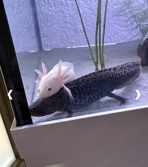 Axolotl 3 Stück 