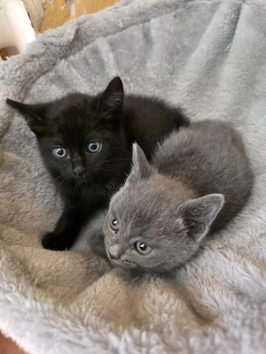 katzen junge abzugeben 