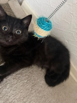 kitten bkh
