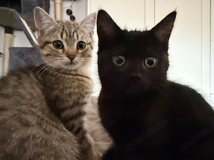kitten bkh