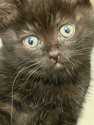 kitten bkh