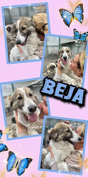 liebe, wunderschöne, menschenbezogene Hündin "Beja" sucht ein liebevolles Zuhause