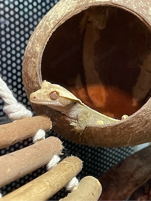 Kronengecko Weibchen - Correlophus ciliatus