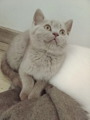  Abgabebereit! bkh kitten 