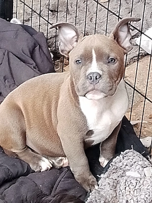 wonderschone micro exotic american bully rude abkc 