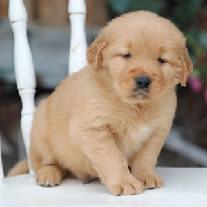 Golden Retriever Welpen suchen ein liebevolles Zuhause