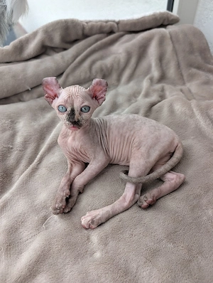 Canadian Sphynx Elf Kitten