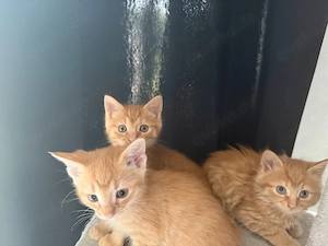    Europäische Kurzhaar-Kitten suchen ein liebevolles Zuhause   