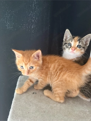    Europäische Kurzhaar-Kitten suchen ein liebevolles Zuhause   