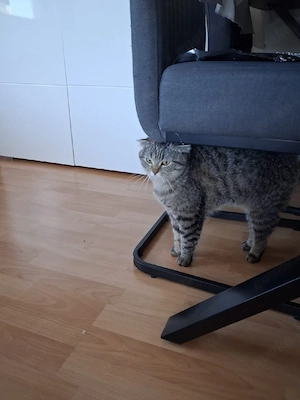 2  BKH katzen 