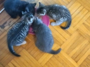 Britisch kurzhaarige Kitten, vorverkauf,Mischling Mutter BKH Lilac Farbe, Fater BKH Mitteleurepeisch