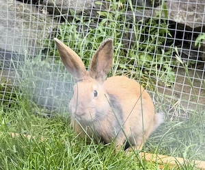 Rammler Hase Babyhasen 