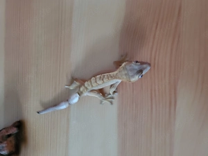 Kronengecko Männchen 