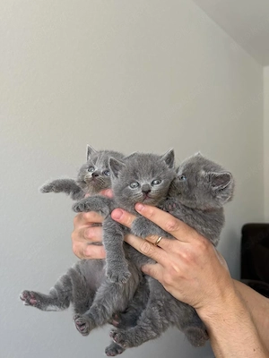 Britisch kurzhaar Kitten bkh blau Reservierbar