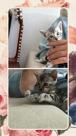 zuckersüße Bengal Kitten 