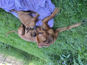 Rhodesien Ridgeback Love - Welpen  Bild 2