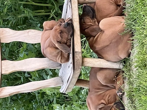 Rhodesien Ridgeback Love - Welpen  Bild 3