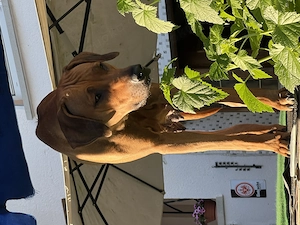 Rhodesien Ridgeback Love - Welpen  Bild 4