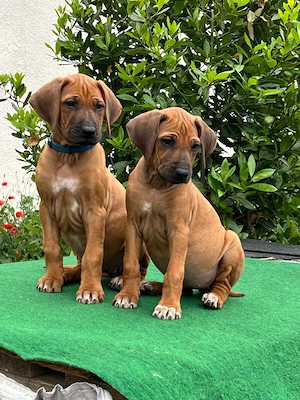 Rhodesien Ridgeback Love - Welpen 