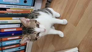 Katzen zwei, 6 Monate alt