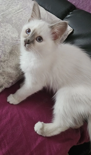 Heiliges Birma Mädchen