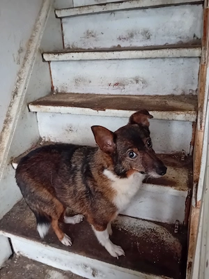 Hund zu wegen Todesfall zu verschenken