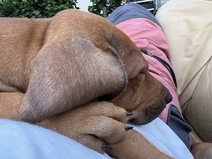 Rhodesien Ridgeback Love - Welpen  Bild 7