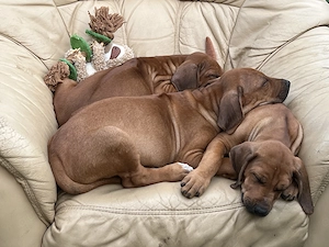 Rhodesien Ridgeback Love - Welpen  Bild 6