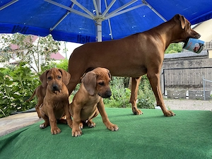 Rhodesien Ridgeback Love - Welpen  Bild 5