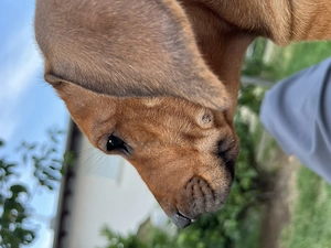 Rhodesien Ridgeback Love - Welpen  Bild 8