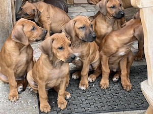 Rhodesien Ridgeback Love - Welpen  Bild 9
