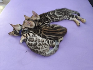 Wunderschöne Reinrassige Bengalkitten mit Stammbaum Reservierung jetzt möglich 