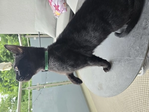 Siam-Bkh Kitten Katzenbabys suchen ein liebevolles Zuhause 