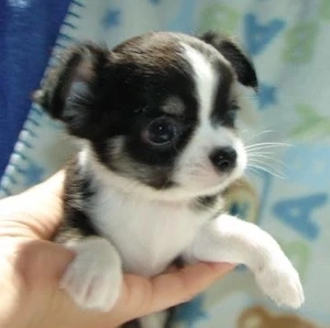 Süße Chihuahua Hündine