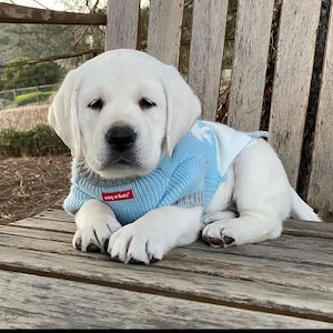 Männliche und weibliche Labrador-Retriever-Welpen 