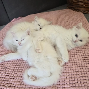 Kitten Türkisch Angora Ragdoll Mix