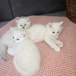 Kitten Türkisch Angora    Ragdoll 