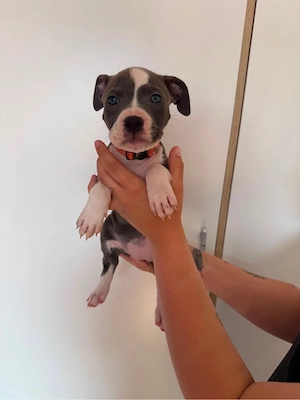 american bully mix 