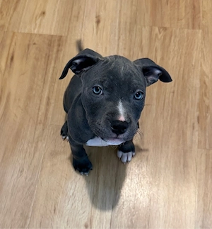 american bully mix 
